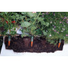 Kit Tropf-Blumat 3mtr (12 Plantes)