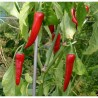 Piment fort de Cayenne Rouge Semailles