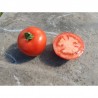 Tomate Charnue de Huy Semailles