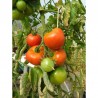 Tomate Corma (Première Lignée de Gembloux) Semailles