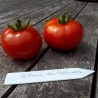 Tomate Gloire de Malines Semailles