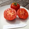 Tomate Gloire de Malines Semailles