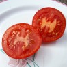 Tomate Joffre Semailles