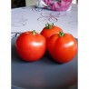 Tomate Merveille des Serres Semailles