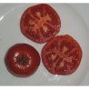 Tomate Potager de Vilvorde Semailles