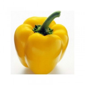 Poivron doux Quadrato d'Asti Giallo Semailles