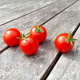 Tomate cerise Vilma Cherry Semailles