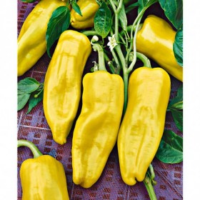 Poivron doux Oro Semailles