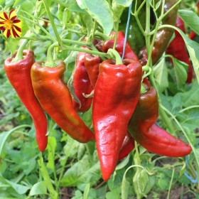 Poivron doux Pantos Semailles