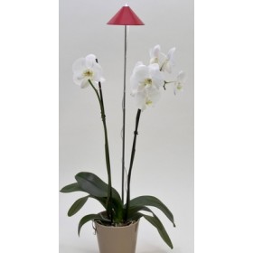 Lampe LED télescopique Sunlite red