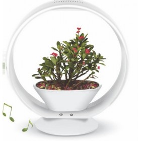 Jardin secret - JS37B