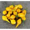 Piment doux Biquinho (ou Petit bec jaune) Semailles