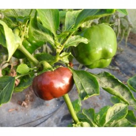 Poivron doux Mini Bell chocolat Semailles