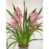 Soucoupe pour Pot Orchidée 12cm ⌀