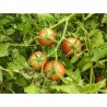 Tomate cerise Purple Bumble Bee Semailles