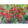 Piment doux Biquinho rouge Semailles