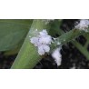 PHÉROMONE COCHENILLES FARINEUSE 2P.