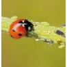 COCCINELLES CONTRE LES PUCERONS SUR PLANTES BASSES