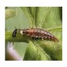CHRYSOPES CONTRE PUCERONS, THRIPS, COCHENILLES, ACARIENS, .. pour 50 m²