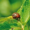 NEMATODES CONTRE LES LARVES DE DORYPHORES pour 20 M²