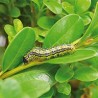 Conserve Garden 120g/l spinosad 20ml