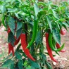 Piment fort de Cayenne Rouge Semailles