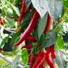 Piment fort de Cayenne Rouge Semailles