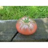 Tomate Noire de Crimée Semailles