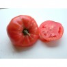 Tomate Rose de Berne Semailles