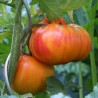 Tomate Ananas Semailles