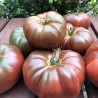 Tomate Noire de Crimée Semailles