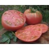 Tomate Belgian Farmer's Beefsteak Semailles