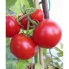 Tomate Merveille des Serres Semailles