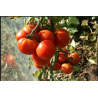 Tomate Potager de Vilvorde Semailles