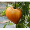 Tomate Coeur de Boeuf Russian 117 Semailles