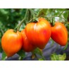 Tomate Coeur de Boeuf Russian 117 Semailles