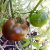 Tomate Noire Russe Charboneuse Semailles