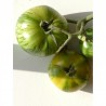 Tomate Green Zebra Semailles