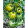 Tomate Green Zebra Semailles