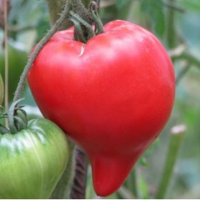 Tomate Téton de Vénus Semailles