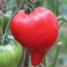 Tomate Téton de Vénus Semailles