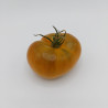 Tomate Bronze de Belgique Semailles