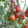 Tomate Prune noire Semailles