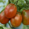 Tomate Prune noire Semailles