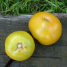 Tomate Lime Green Semailles