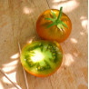 Tomate Lime Green Semailles