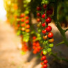 Tomate Gardener's delight Semailles