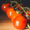 Tomate Gardener's delight Semailles