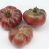 Tomate Purple Calabash Semailles