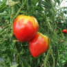 Tomate Anna Russian Semailles